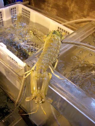 090208_shako.jpg
