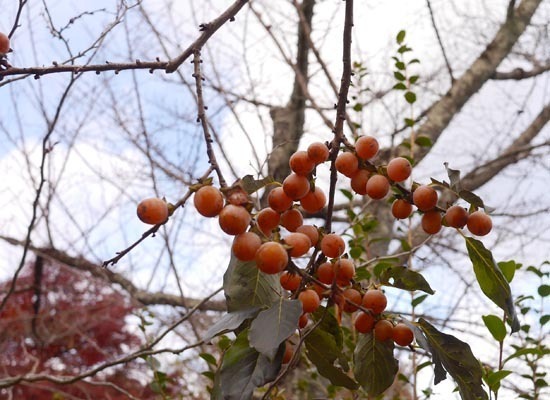 P1240330_s.jpg