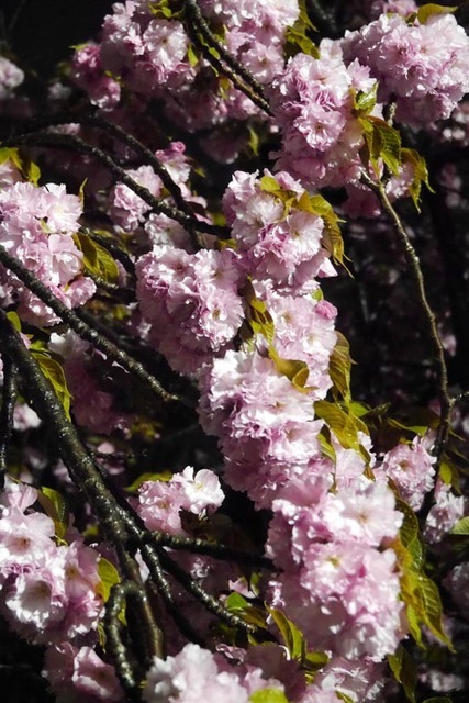 P1260564_s.jpg