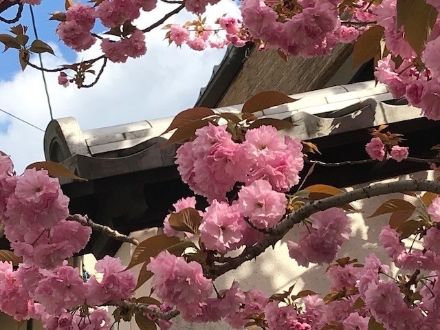 2018-04-08T17:30:09.JPG